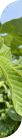Folic Acid